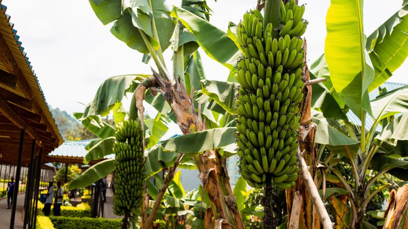 Our Beautiful Banana Garden
